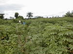 12271GT171_cassava.JPG