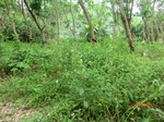53378CIMG6677.JPG
