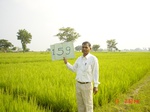 11379gt159-cropland-2.jpg