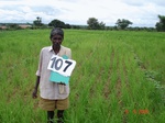 124030107a-rainfed-agriculture-millet.gif