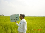 11374gt155-cropland-1.jpg