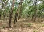 50470CIMG1099.JPG
