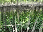 24564DSC00769.JPG