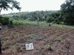 12297GT197_freshly_planted.JPG