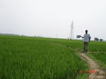 75030333b-irrigated-canal-rice.jpg