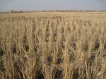 8563IMG_0387.JPG