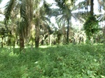 20153P1020005.JPG