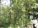 9243gt012a-forests-Y-teak.gif