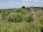 12048GT305_weedy_pigeonpea_cassava.JPG