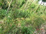 53513CIMG6854.JPG