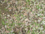18537P1000373.JPG