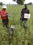 11931_Cassia_obtusifolia_1yr_Fallow.JPG