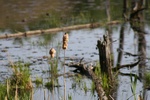 388IMG_3497.JPG