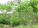 50545CIMG1174.JPG