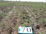 10309070-Irrigated (Surface water) winter wheat-a.jpg