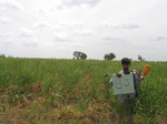 9411gt83a_mixed_cropland_grains_maize.gif