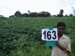 125980163a-irrigated-supplemental-groundwater-mixedcrop-soyabean-sorghum-sugarcane.gif