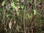 46151CIMG0440.JPG