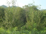 54552DSC09590.JPG