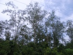 33697RIMG0315.JPG