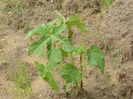 18778P1000616.JPG