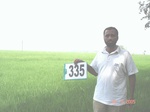 75090335a-irrigated-canal-rice.jpg