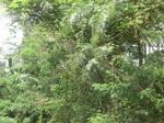49575CIMG5912.JPG