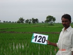 68210120c-irrigated-canal-rice-single-crop.jpg