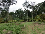 46241CIMG0530.JPG