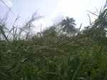 8937RIMG0011.JPG