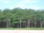 33706RIMG0324.JPG