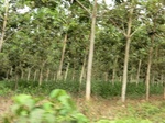 50673CIMG1302.JPG
