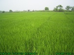 42822007.6.5.st1.JPG