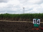 125690154b-irrigated-supplemental-groundwater-sugarcane-dominant-lemon-orchard.gif