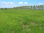 1797620090709_gt01a_Agriculture_Rice_Irrigated_Triple_Continous.JPG