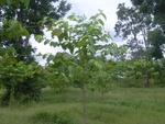 26236RIMG0203.JPG