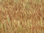 29457CIMG0742.JPG