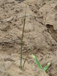 18600P1000437.JPG