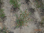 51844Tank ID 1800339 Hunasavadi 3.JPG