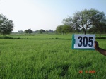 130930305c-irrigated-supplemental-groundwater-rice.gif