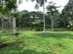46447CIMG0736.JPG