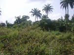 8935RIMG0009.JPG