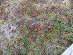 24995DSC00062.JPG
