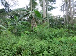 46421CIMG0710.JPG