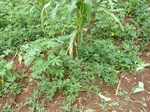 19962P1010812.JPG