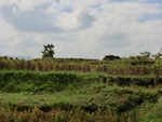 30260CIMG1794.JPG