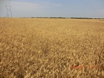 29360CIMG0590.JPG