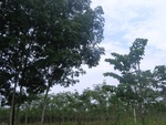 33700RIMG0318.JPG