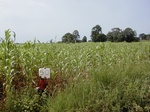 12227GT050_mais.JPG