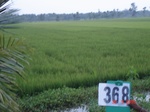 133120368a-irrigated-canal-rice-doublecrop.gif